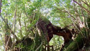 Yakushima